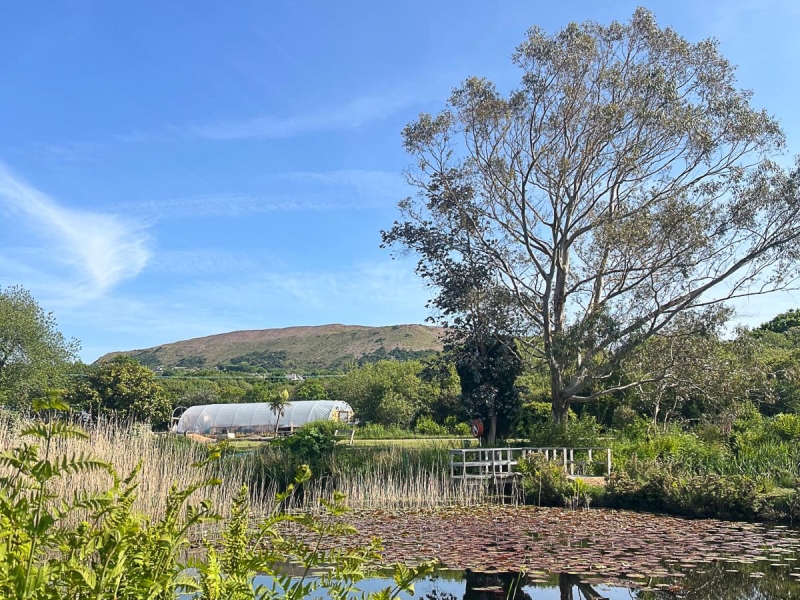 Lanjeth Nursery & Water Gardens